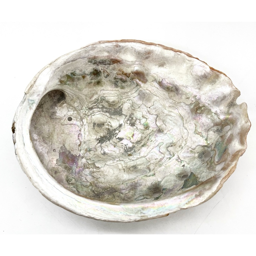 Abalone Shell Large 8.25” X 6.5” Ocean Sea Shell Natural Condition Trinket Dish